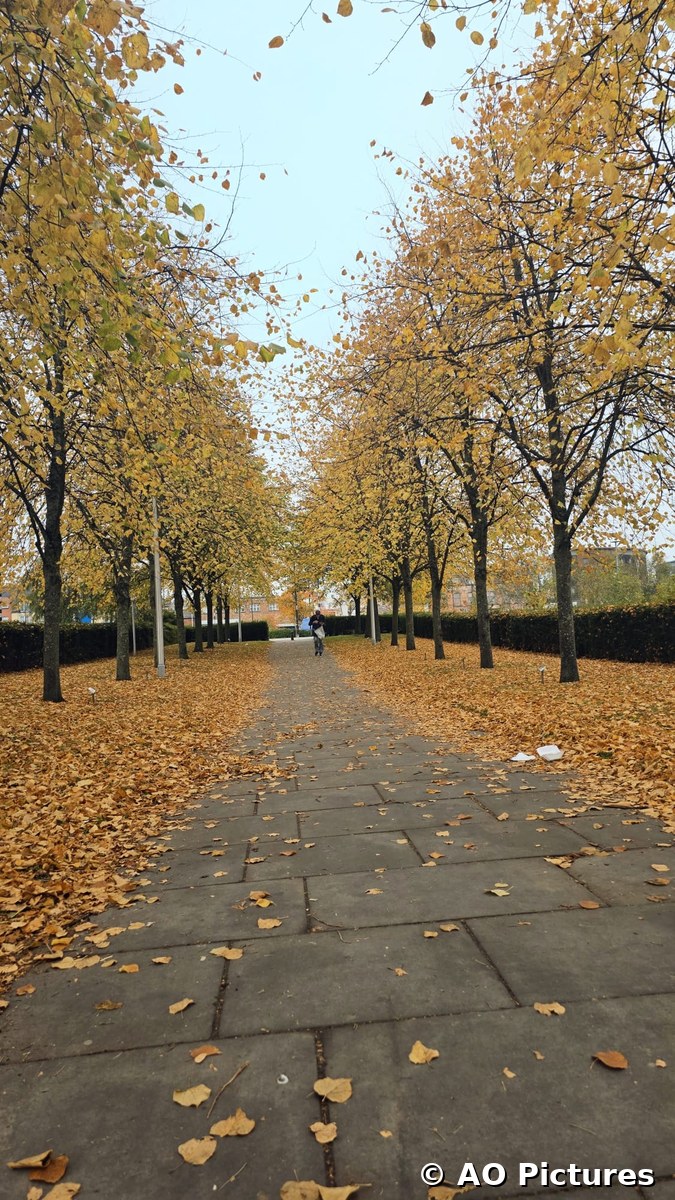 Autumn Walkway
