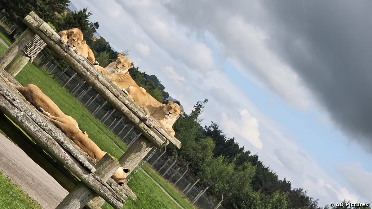 Lions at Rest