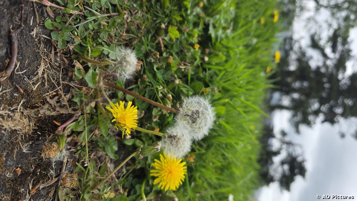 Nature at Work