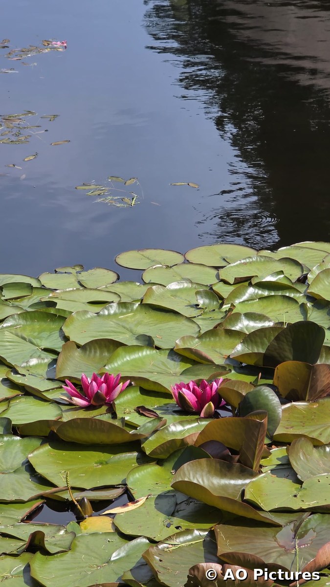 Lilies